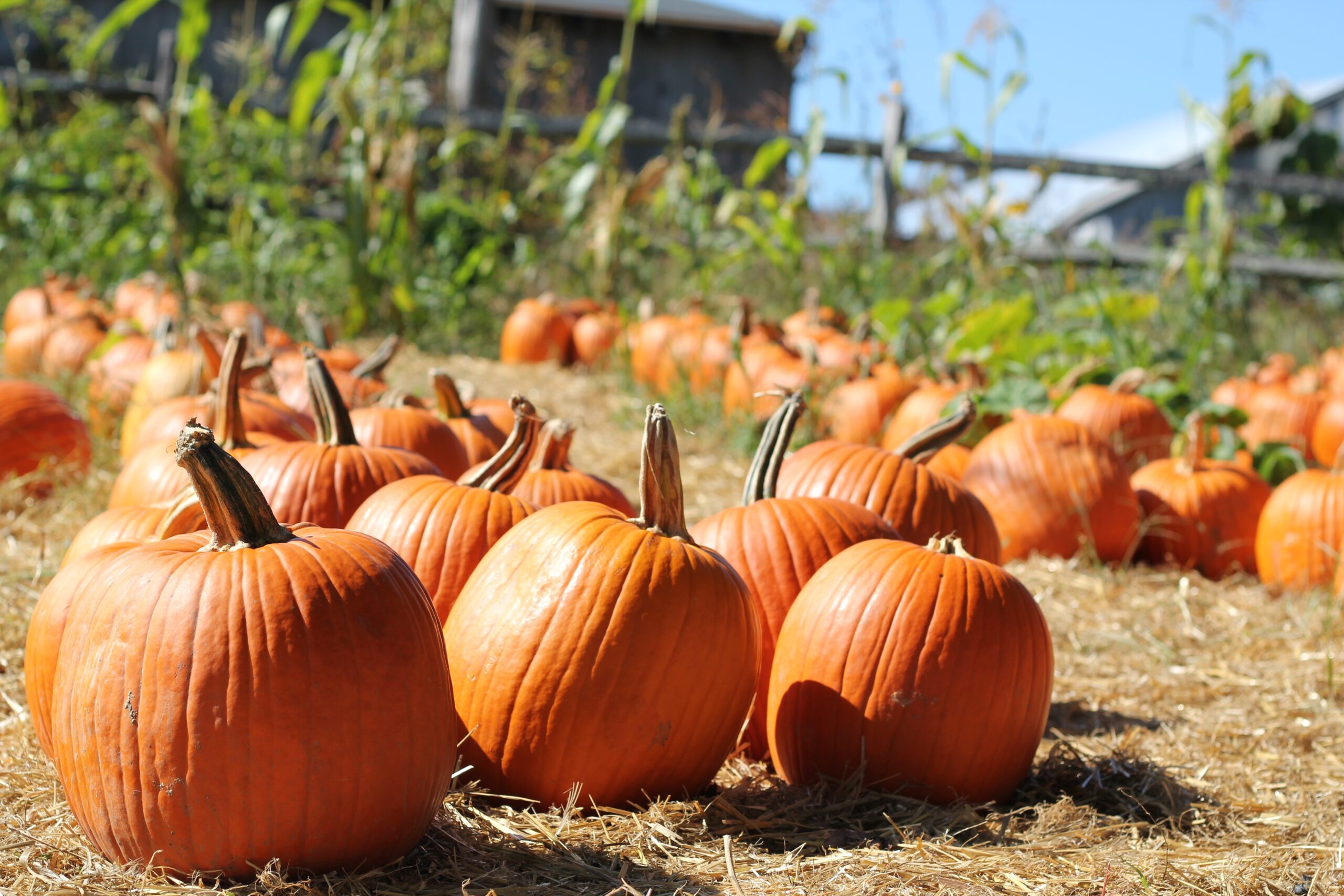 Pumpkins in a pumpkin patch.